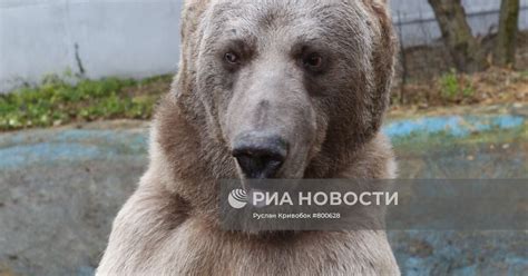 Медведь Степан обрел безопасное убежище в Челябинской области